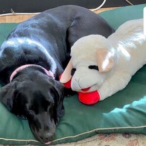 THE BIGGEST JUMBO “LAMB CHOP”.CLASSIC LICENSED PLUSH DOG TOY 25.5…